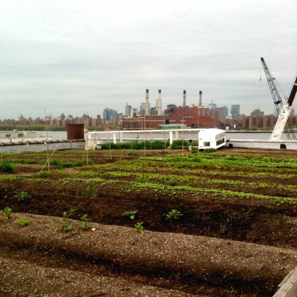 Five Borough Farm Design Fellowship Kiss Me I m Polish